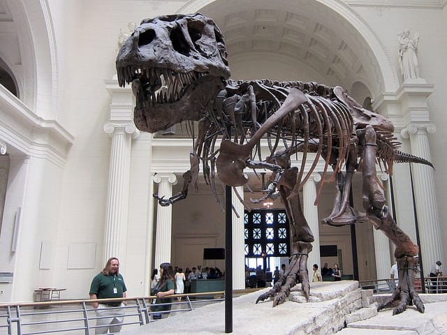 Sue at the Field Museum (photograph by the author)