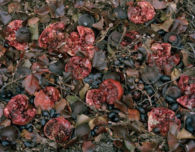 Tanya Marcuse, "Fallen Nº 182" (2011), pigment print, 29 1/2" x 38"