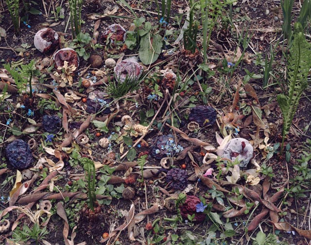 Tanya Marcuse, "Fallen Nº 457" (2013), pigment print, 37 3/4" x 48"