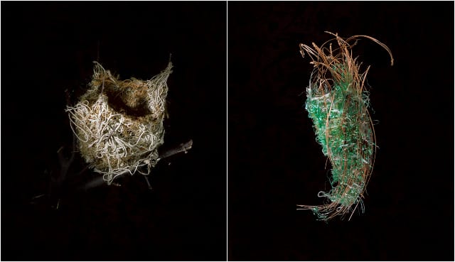 Richard Barnes, Gabula Singularis" (2000), 40 x 32 inches, pigment print; "Hooded Oriole" (2000), 40 x 32 inches, pigment print