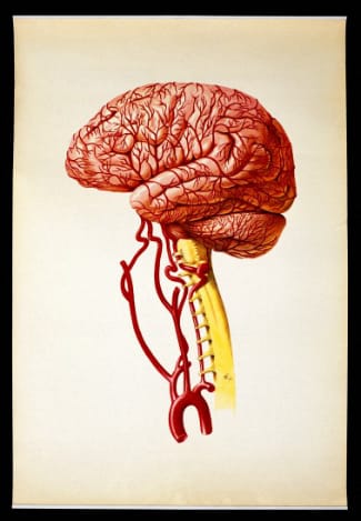 Lithograph of the brain (via Wellcome Library)