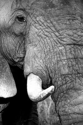 Elephant tusk (photograph by by Sam Beddoes, via Flickr)