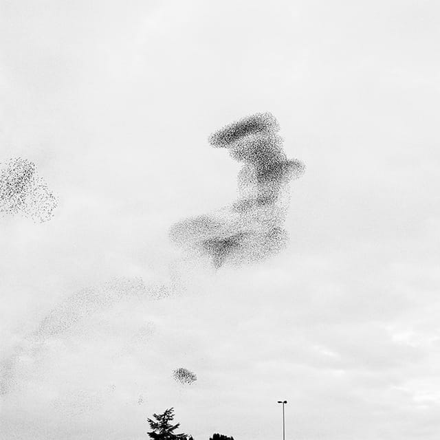 Richard Barnes, "Murmur #9" (2006), 44 x 44 inches, pigment print