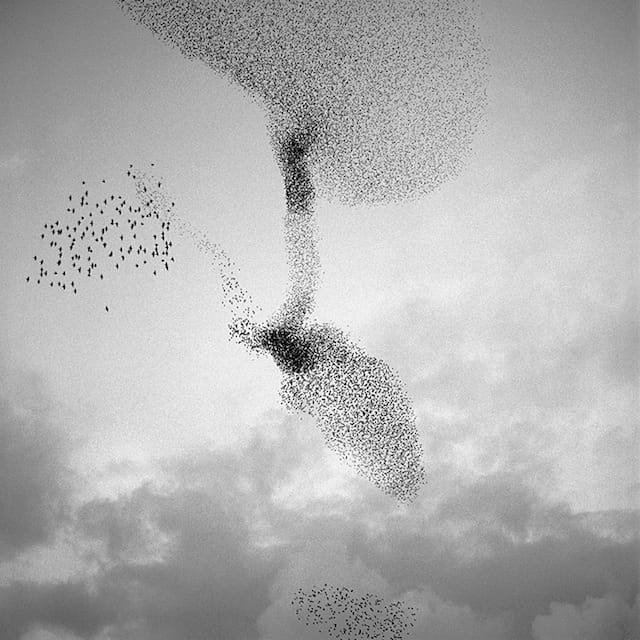 Richard Barnes, "Murmur #21" (2006), 44 x 44 inches, pigment print