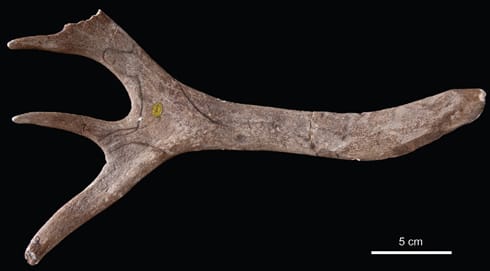 Stone Age engraved reindeer antler "discovered" last year (via Natural History Museum)