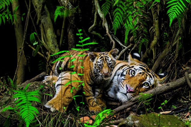 A wary three-month-old cub briefly investigates our intrusion before  ducking behind his mother. This tigress gave birth in the same  remote cave where she was born. (Photo by Steve Winter/National Geographic)