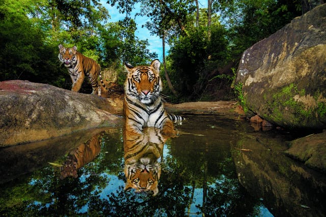 A camera trap captures 14-month-old sibling cubs cooling off in a  watering hole. Bandhavgarh National Park, India. (Photo by Steve Winter/National Geographic)