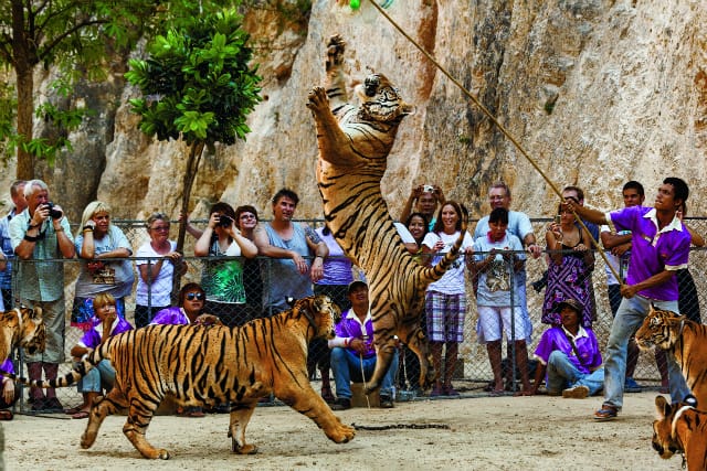 Tourists at the Tiger Temple in Thailand view a “tiger enrichment”  show. Young tigers entertain tourists daily, but adults rarely leave  tiny, decrepit cages and are often beaten. There is documented proof  of sales to tiger farms in Laos that illegally traffic tiger parts. (Photo by Steve Winter/National Geographic)