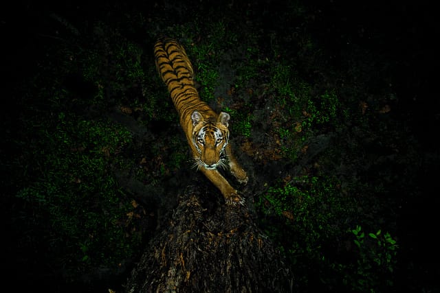 Tigers scratch, spray, scrape, rub, roll, and roar to mark boundaries  or advertise their presence, all to find a mate—or avoid surprise  encounters that could prove fatal. (Photo by Steve Winter/National Geographic)