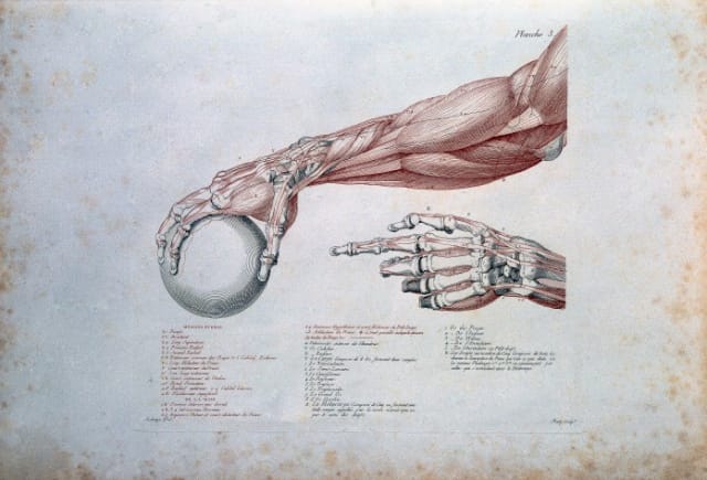 J.G. Salvage, "Anatomie du Galdiateur" (1812), illustration