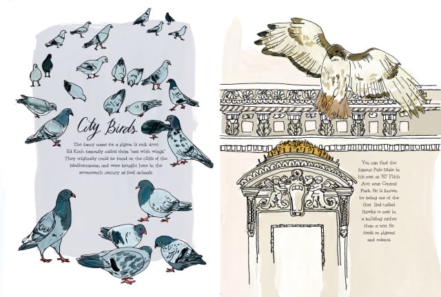 City birds, including Pale Male, in "Hello NY" by Julia Rothman