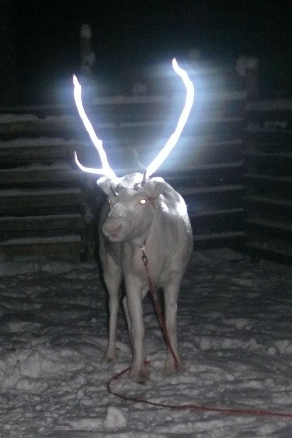 Reindeer with reflective antlers