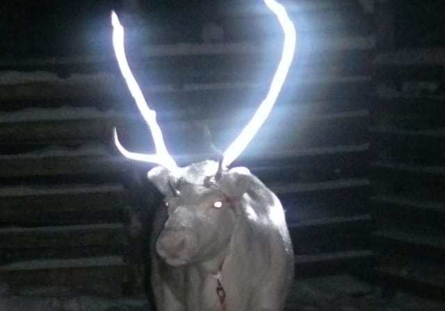 Reindeer with reflective antlers