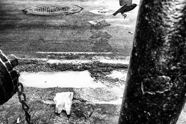 Michael Ernest Sweet, "The Human Fragment"