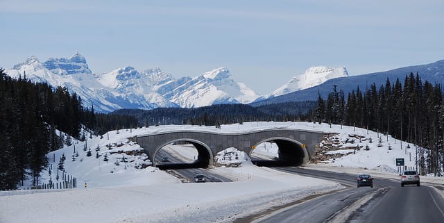 Wildlife overpass in along the Trans-Canada Highway in Banff National Park (photograph by Adam Fagen, via Flickr)