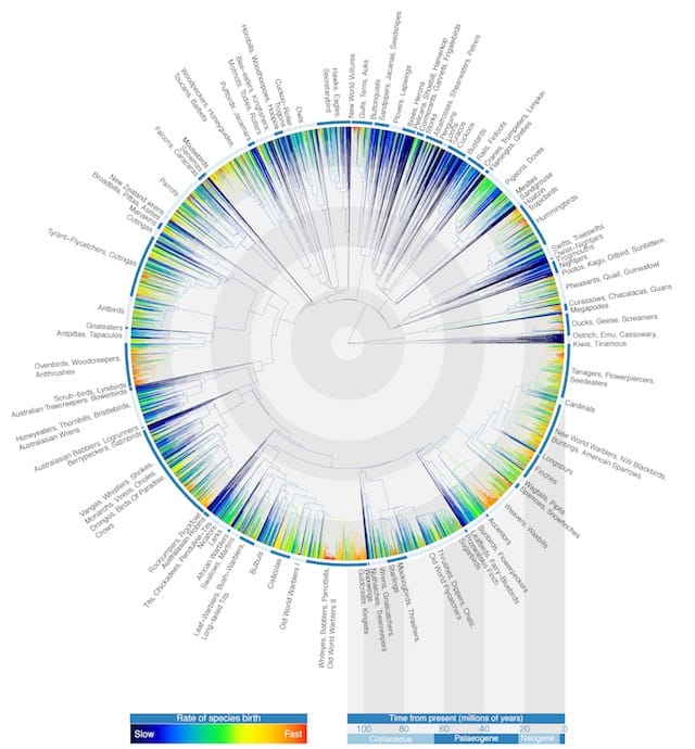 Avian Tree of Life (c) Gavin Thomas, Walter Jetz, Jeff Joy, Arne Mooers, Klass Hartmann, 2012. First published in Nature.   Download file( .JPG, 3.5MB ) This diagram depicts evolutionary relationships of all 9,993 living species of birds, illustrating when individual species diverged. Although modern birds first evolved some 145 – 66 million years ago, this diagram shows that they began to diversify exceptionally rapidly about  50 million years ago. This is particularly apparent for the songbirds, waterfowl, gulls and woodpeckers.