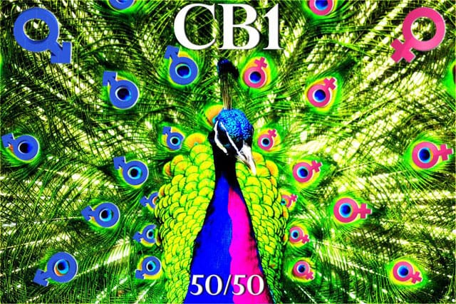 Micol Hebron's poster for CB1 Gallery (all images via gallerytally.tumblr.com)