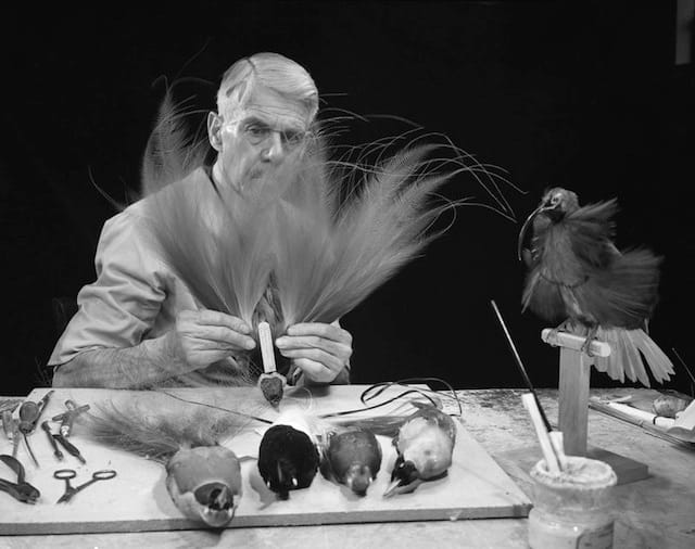 Rota, Alex J., “Raymond Potter mounting Birds of Paradise, 1945,”