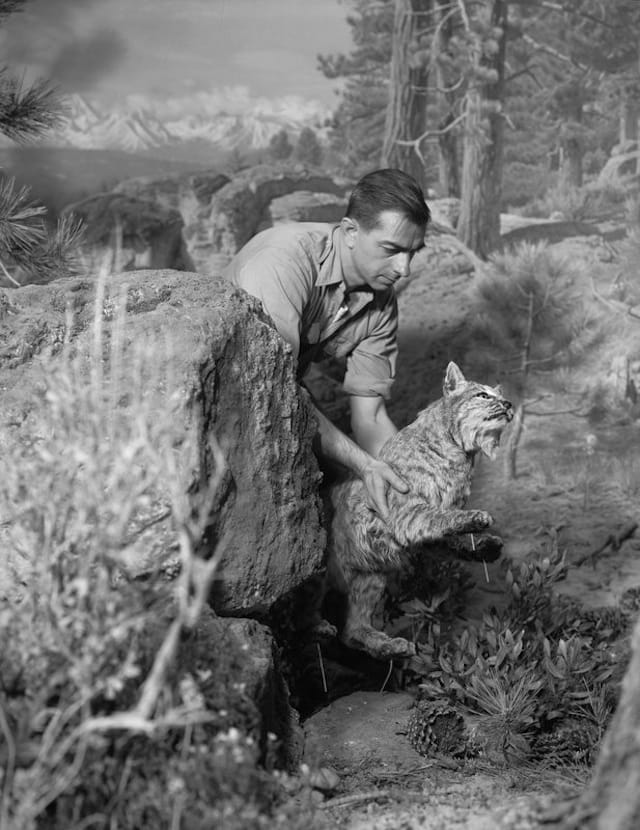 Rota, Alex J., “Installing bobcat in Western Pine Forest Group, 1958,”