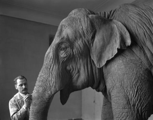 Kirschner, Julius, “Preparing trunk of elephant, Indian Elephant Group, 1927,”