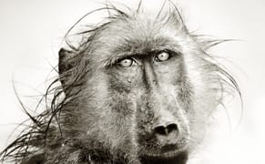 Pixels Wants to Put Image Licensing Back in the Hands of Photographers