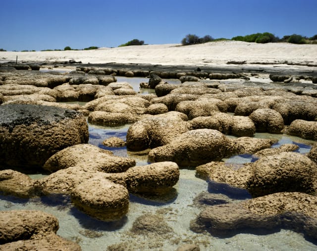 Stromatolites #1211-0512 (2,000 - 3,000 years old; Carbla Station, Western Australia) Straddling the biologic and the geologic, stromatolites are organisms that are tied to the oxygenation of the planet 3.5 billion years ago, and the beginnings of all life on Earth.  