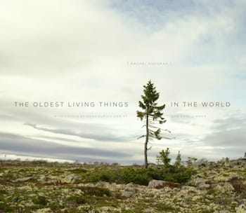 The Oldest Living Things in the World by Rachel Sussman