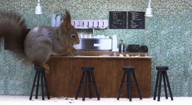 Squirrel in the bird bar! (screenshot via NRK on Twitter)