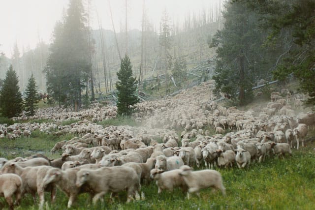 Still from Ilisa Barbash and Lucien Castaing-Taylor's 'Sweetgrass' (2009), screening as part of the focus on the Sensory Ethnography Lab (click to enlarge)