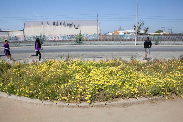 Site #50, planted with flatlands seeds