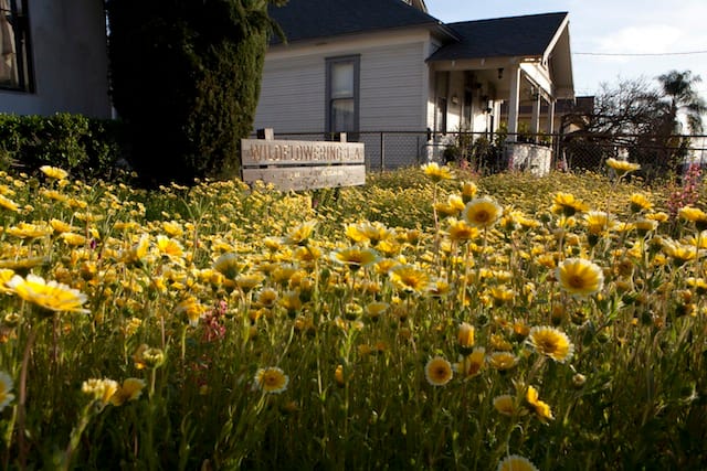 "Wildflowering L.A." flourishing in a front yard