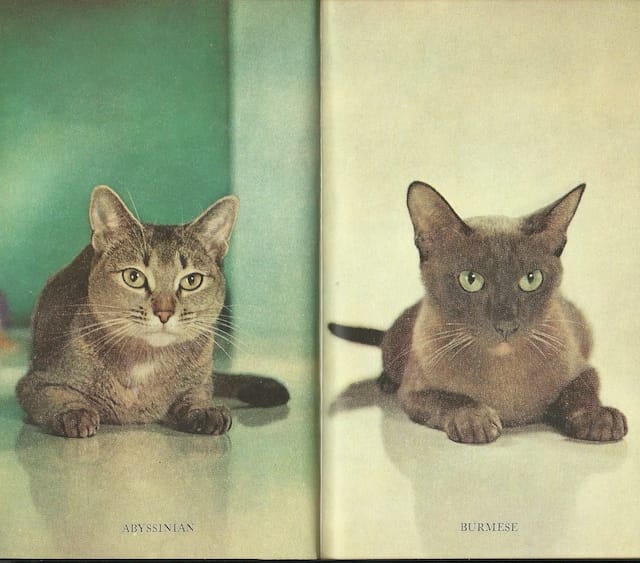 Cat portraits by Walter Chandoha from The Common Sense Book of Kitten and Cat Care