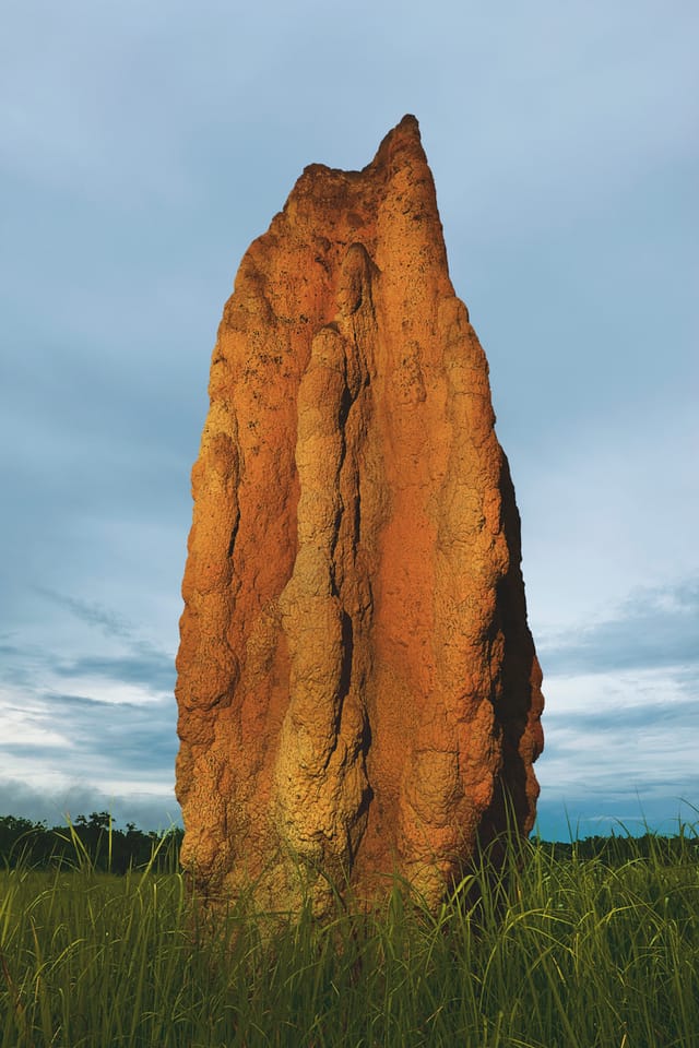 Cathedral Termite Mound (Nasutitermes triodiae) / Kakadu NP., Northern Territory, Australia