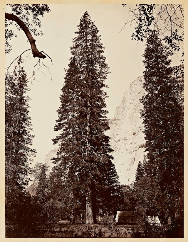 Carleton Watkins (U.S.A., 1829–1916), The Ponderosa, Yosemite, 1866, from the album Photographs of the Yosemite Valley. Albumen print. Lent by Department of Special Collections, Stanford University Libraries.