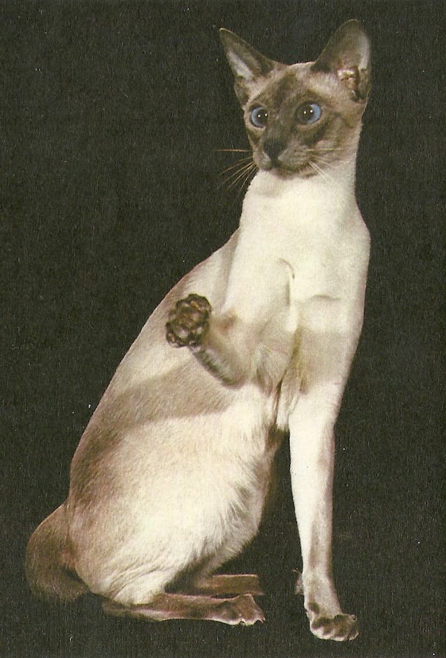 Photo by Creszentia and Ted Allen from 'Cats of the World'