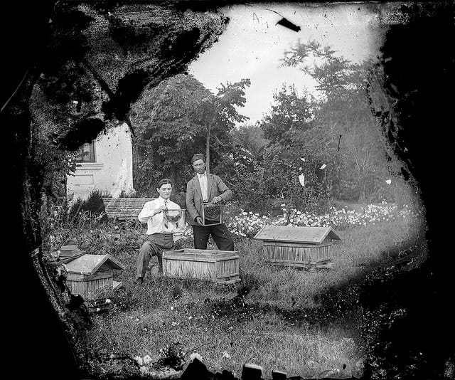 An apiary (via Costică Axinte Archive)