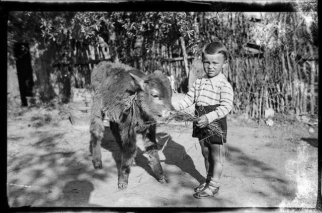Child with a calf (via Costică Acsinte Archive)