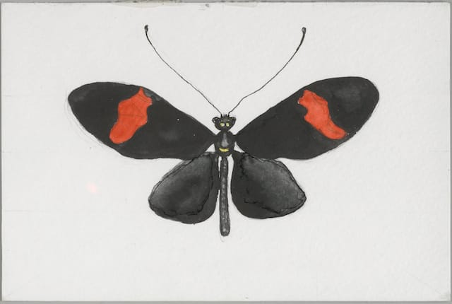 Mark Dion (American, b. 1961) Humboldt Cabinet, 2013 Wood, brass hinges, glass, pencil and watercolor on paper, stamp 38 1/2 x 60 x 13 1/2 in. (closed) Courtesy the artist and Tanya Bonakdar Gallery, New York