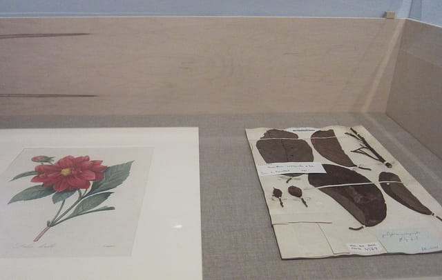 Unity of Nature: Alexander von Humboldt and the Americas