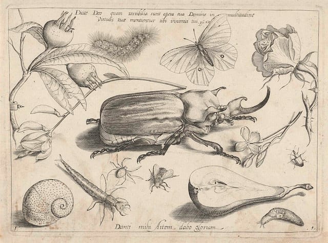 Dieren, planten en vruchten rond een olifantkever, Jacob Hoefnagel, Joris Hoefnagel, 1592, Rijksmuseum (via OpenUp)