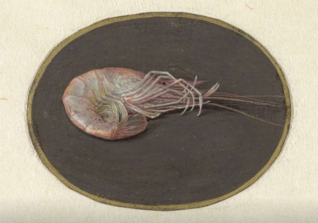 Garnaal, Jan Augustin van der Goes, 1690 - 1700, Rijksmuseum (via OpenUp)