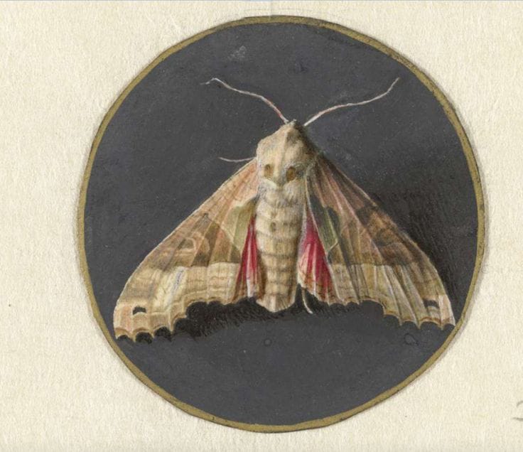 Uiltje of nachtvlinder, Jan Augustin van der Goes, 1690 - 1700, Rijksmuseum (via OpenUp)