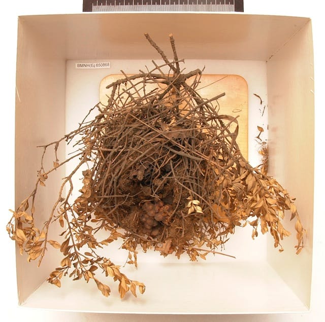 Bombus (Thoracobombus) muscorum (Linnaeus, 1758), Collection of the Natural History Museum, London (via OpenUp)