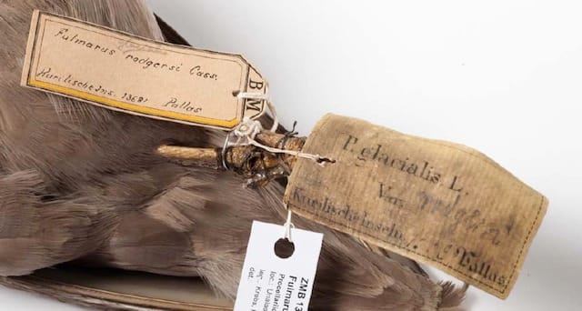 Fulmarus glacialis rodgersii (Linnaeus, 1761), Museum für Naturkunde Berlin (via OpenUp)