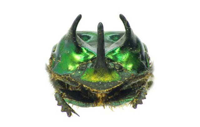 Phanaeus melibaeus, Royal Belgian Institute of Natural Sciences (via OpenUp)