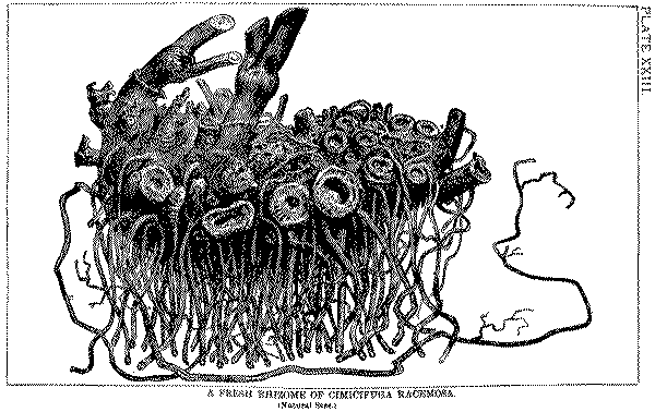 (3) rhizome_BWd_txt_ANI