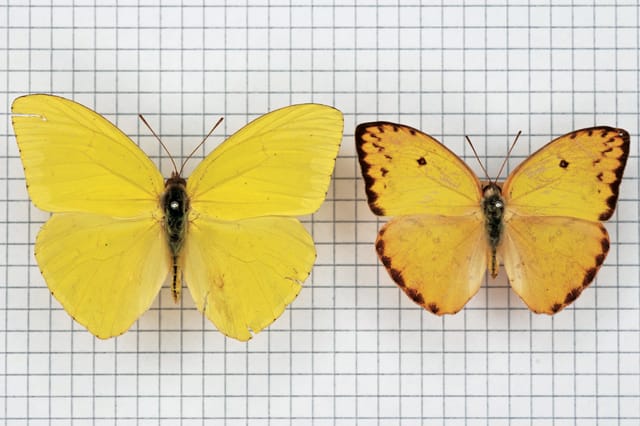 Alison Turnbull, Galápagos Sulphur, 2009. Image credit: Photos Alison Turnbull. Courtesy the artist and Matt’s Gallery, London.