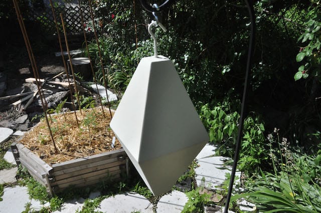 Winter, "Allotrope in garden" (2014)