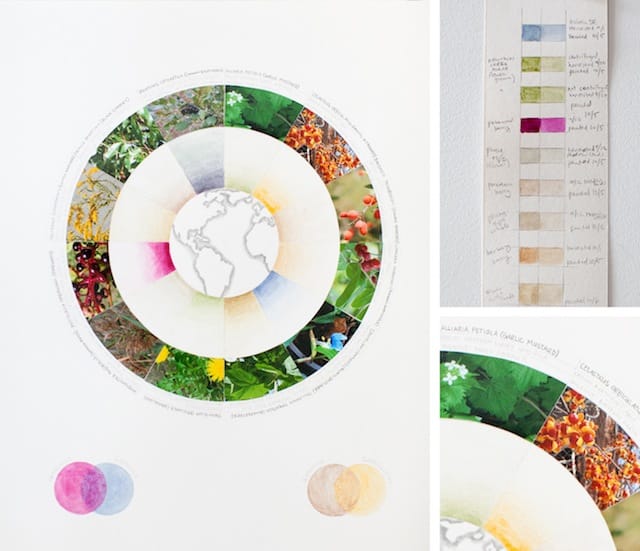 Invasive Color Wheel (Greater New York City), 2013  graphite, collage and plant derived pigments on paper  12 x 16 inches (16 x 20 framed) This color wheel is made up of plants that have disrupted our conception of “the natural” by spreading beyond the range in which we consider them native. Plants on the right (east) hale from Eurasia and have established themselves in New York, while plants on the left (west) have spread from New York to other parts of the world.  
