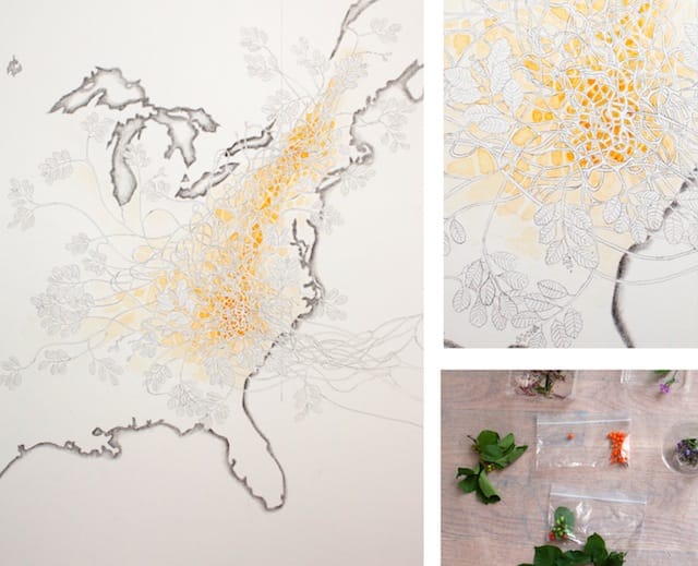 Invasive Pigments: Oriental Bittersweet (Celastrus orbiculatus), 2013 Graphite and oriental bittersweet berry pigment on paper 12” x 17”